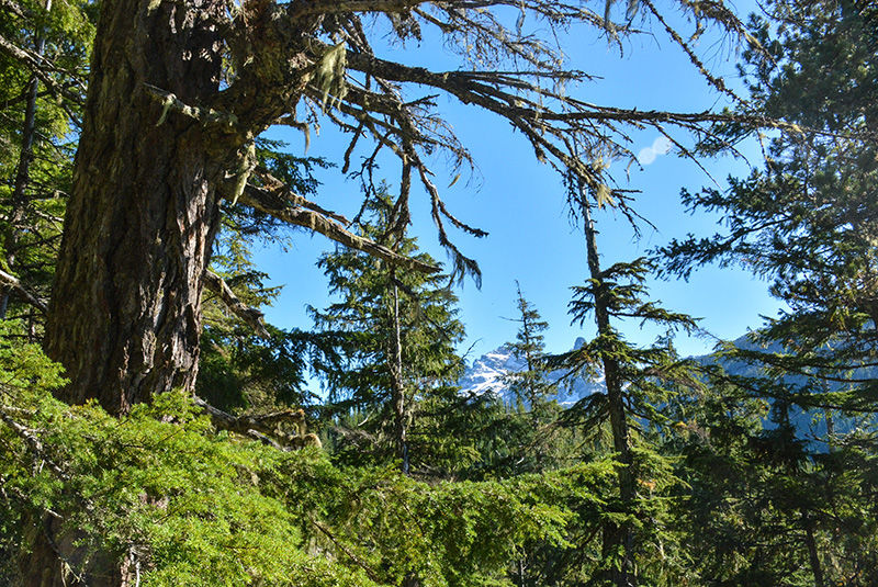 Sparky's Spin Hiking Trail Squamish