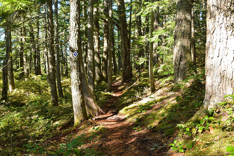 Sparky's Spin Hiking Trail Squamish