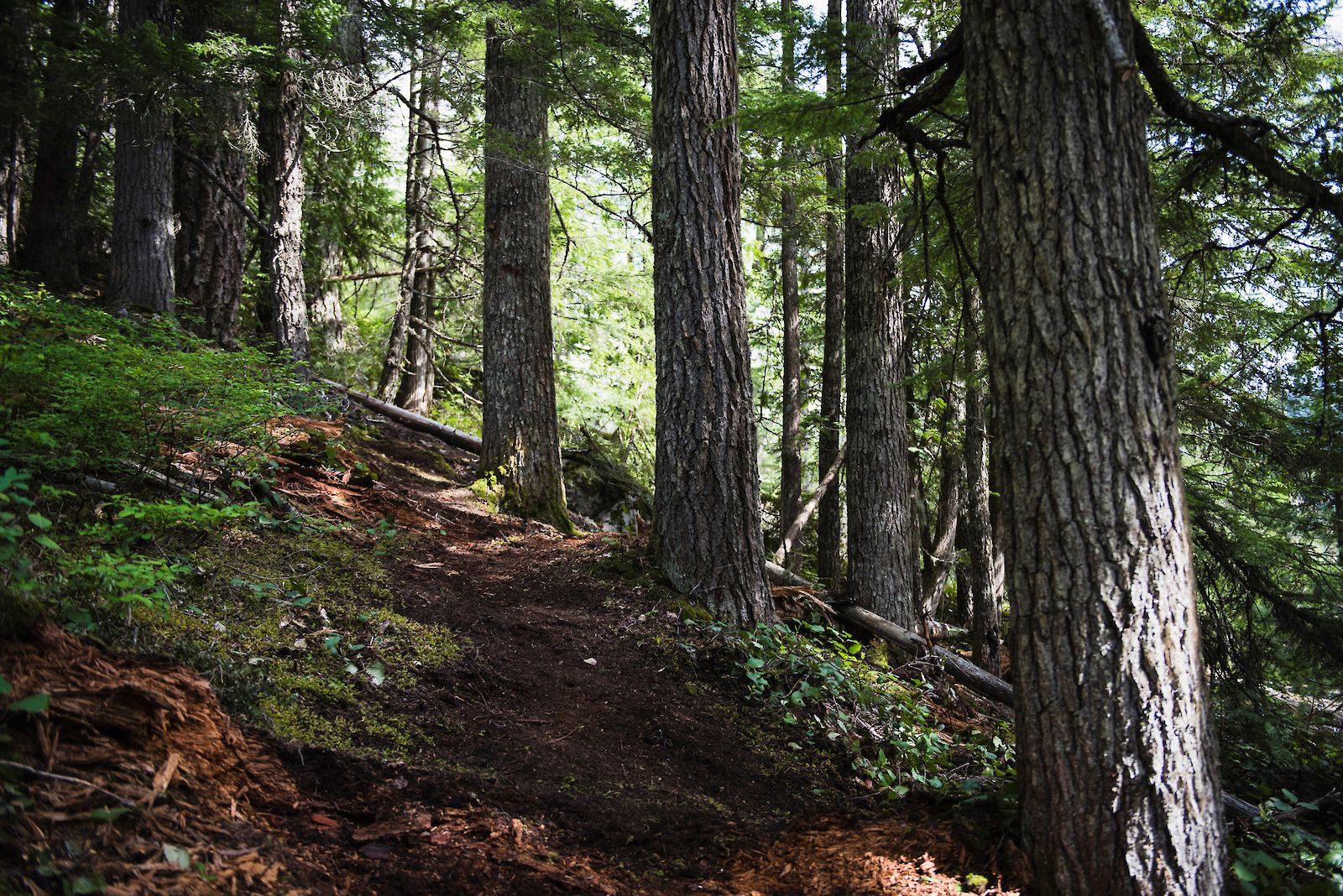 Sea to Sky Gondola Sparky's Spin Trail